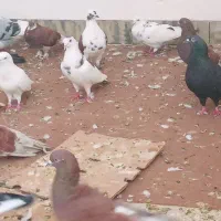 کبوترازهرنوع