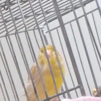 قناری سوخته