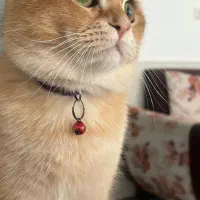 فروش گربه بیریتیش ۲ ساله