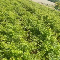 نهال انگور سیاه دیمی سردشت|خدمات باغبانی و درختکاری|سنندج, |دیوار