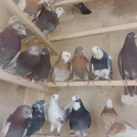 کبوتر پرشی|پرنده|قم, انسجام|دیوار