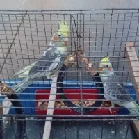 عروس هلندی