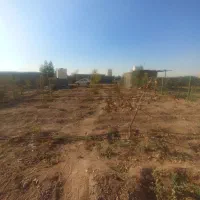 زمین باغ پسته به مساحت 500متر|فروش زمین و ملک کلنگی|شریف‌آباد, |دیوار