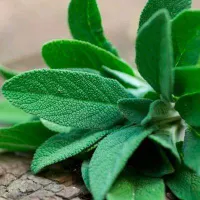 کسب در آمد در منزل با یک گوشی