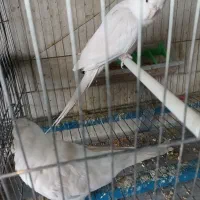 جفت عروس هلندی سخن گو دستی سالم سرحال