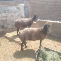 ۲ راس میش جوان (بز بره)