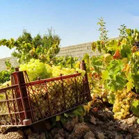 باغ انگور  ۸۵۰۰ متر چهاردیواری|فروش دفتر صنعتی، کشاورزی، تجاری|قزوین, |دیوار