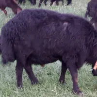 قوچ قره غزل