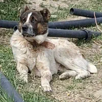 سگ افغان گله ای نگهبان