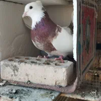 یجفت کبوتر طوقی نر و ماده آماده جفتن|پرنده|اصفهان, عاشق‌آباد|دیوار