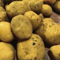 سیب زمینی شش ماهه رخ سالم درجه یک
