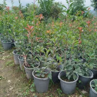 فوتونیا سطل 12 تعداد 500|گل و گیاه طبیعی|چابکسر, |دیوار