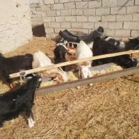 تعدای کهره وچبش نر