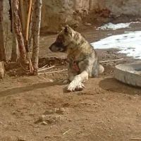 سگ نگهبان|سگ|خنداب, |دیوار