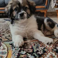 سگ اشپیتز شیتزو