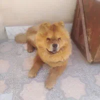 سگ چاو چاو