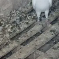 پرنده|پرنده|درمیان, |دیوار