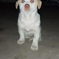 سگ پا کوتاه