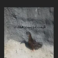 سه تا خروس|پرنده|بندر کنگان, |دیوار