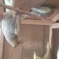 جوجه عروس هلندی و بالغ و مرغ عشق|پرنده|بندر انزلی, پیل علی باغ|دیوار