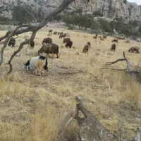 فروش گوسفند معاوضه با خونه