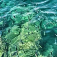 تور گشت جزیره قشم و هنگام با ون تویوتا هایس  اقامت|تور و چارتر|قشم, |دیوار