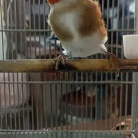 (( جوجه سهره ))|پرنده|تهران, بازار|دیوار