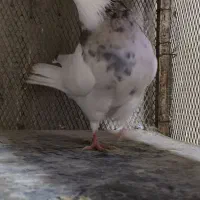 کبوتر فروشی