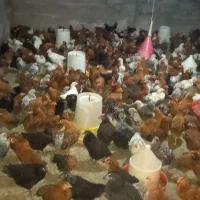 جوجه محلی اصل بم