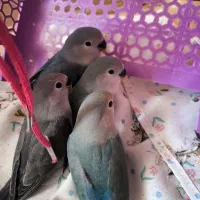 جوجه کوتوله دستی|پرنده|شهرضا, |دیوار