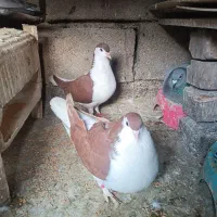 کبوتر ساده. مگسی نر و سوسکی|پرنده|گنبد کاووس, |دیوار