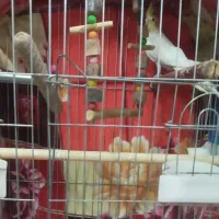 قفس پرنده ۴عدد دارم