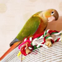 جوجه گرین دوماه|پرنده|سنندج, |دیوار