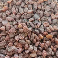 کشمش درجه یک