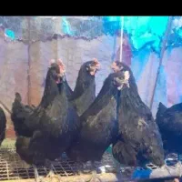 مرغ سیاه تخمگذار