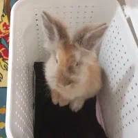 خرگوش لوپ پشمالو