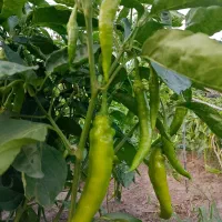 فلفل شیرین کبابی و خوراکی شیرین
