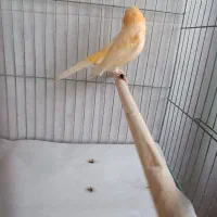 قناری نر موزاییکی|پرنده|لاهیجان, گلستان|دیوار