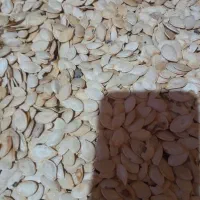 خرید نقدی کدو گوشتی