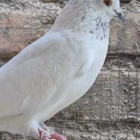 کفتر کله جوزی