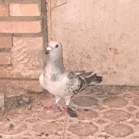 کفتر کلاغ بدرنگ