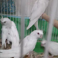 عروس هلندی البینو چشم شرابی نرو ماده با قفس و لانه|پرنده|گرگان, |دیوار