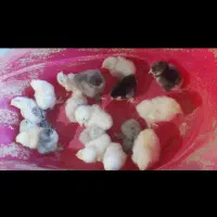 تخم برهما نطفه دار ضمانت دار|حیوانات مزرعه|آمل, |دیوار