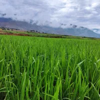 کارگر نشا روزمزد یا کنترات