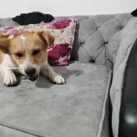 سگ جک راسل تریر