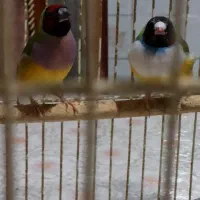 یک جفت فنچ زیبا|پرنده|شیراز, باغ تخت|دیوار