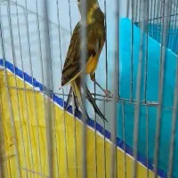 ۳عدد قناری مست|پرنده|بروجرد, |دیوار