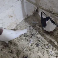 کفتر چادری افغانی|پرنده|محمدشهر, محمدشهر|دیوار