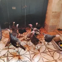 بوقلمون نر|حیوانات مزرعه|رباط‌کریم, الارد|دیوار