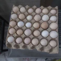 تخم نطفه دار گلپایگان